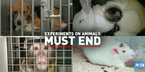 hard candy animal testing|Complete List of Cruelty.